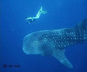 Whale shark and diver - showing blue effect when camera to subject distance is too great.