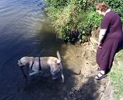 Dog fetching stick from the water - against regs.