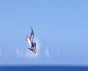 Pelican in mid dive towards the sea.