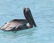 Pelican on surface of sea about to take off.