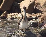 Pelican on a rocky shore.
