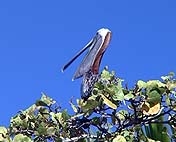 Pelican resting on a tree top.