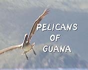 Title of film against Pelican in the sky.