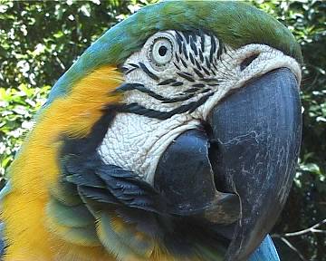 Close up of a parrot in 'A Splash of Colour'.