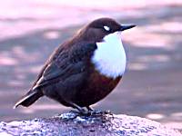 Close-up of a dipper from 'Guardians of the River'.