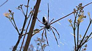 Spider web on Madagascar.