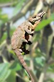 Chameleon on Madagascar.