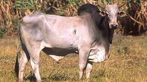 Picture of a zebu from Wikipedia.