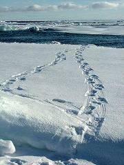 A shot of polar bear tracks over the ice floes.