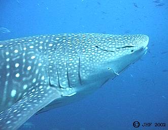 Eight-metre whale shark seen from the side.