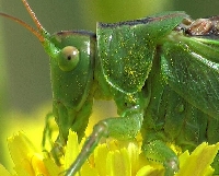 Insect 3