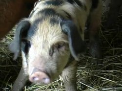 Pig at 5 weeks.