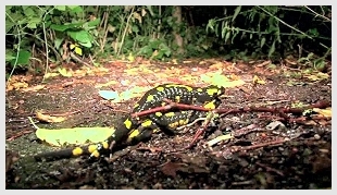 Still from 'In the Territory of the Fire Salamander'.